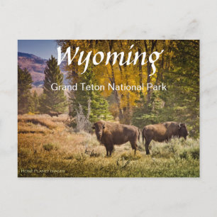 Postal Postcarta de búfalo Wyoming