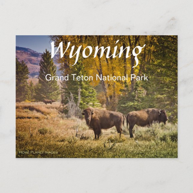 Postal Postcarta de búfalo Wyoming (Anverso)