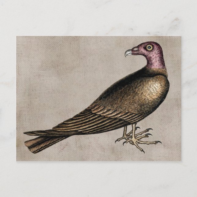 Postal Postcarta de buitre de Turquía (Anverso)