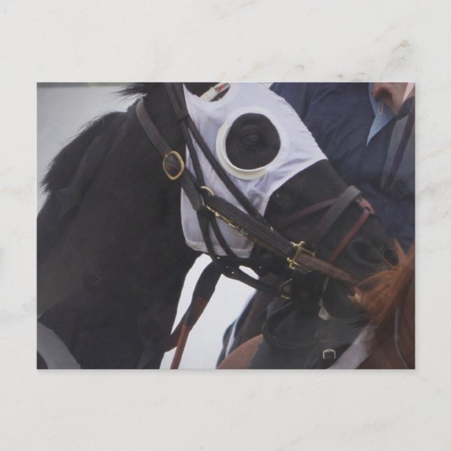 Postal Postcarta de caballo de carrera (Anverso)