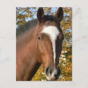 Postal Postcarta de caballo de cuarto año