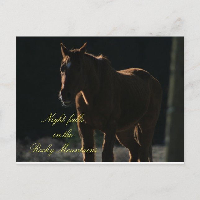 Postal Postcarta de caballo en las montañas rocosas (Anverso)