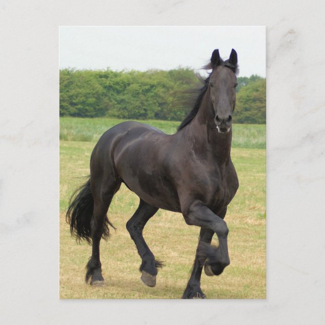 Postal Postcarta de caballo frisón (Anverso)
