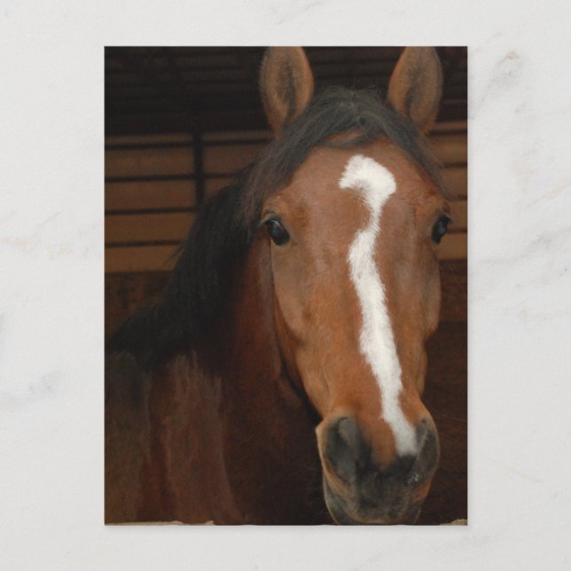 Postal Postcarta de caballos árabes (Anverso)