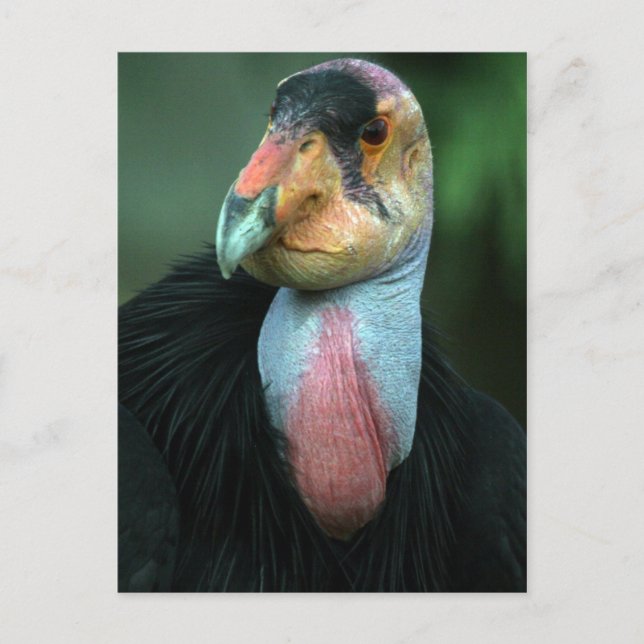 Postal Postcarta de California Condor (Anverso)