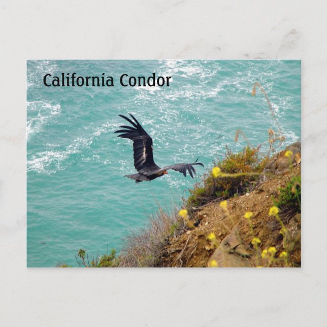 Postal Postcarta de California Condor (Anverso)
