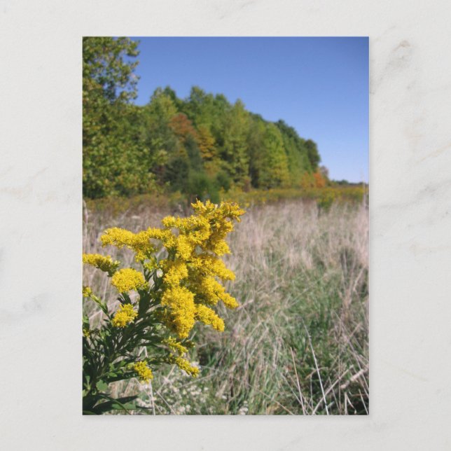 Postal Postcarta de campo de otoño (Anverso)