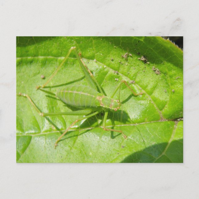 Postal Postcarta de camuflaje de críquet verde (Anverso)