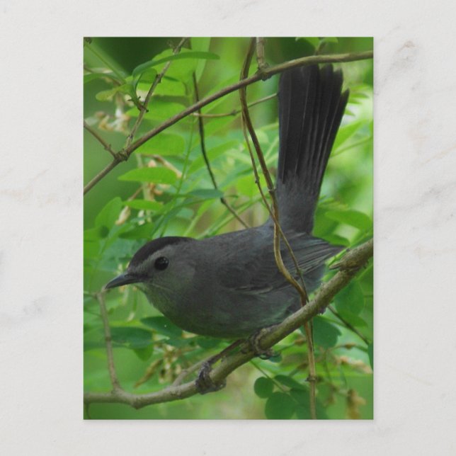 Postal Postcarta de Catbird (Anverso)