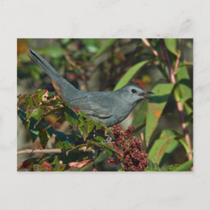 Postal Postcarta de Catbird