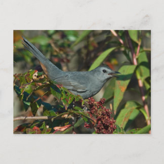 Postal Postcarta de Catbird