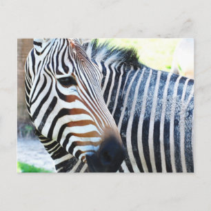 Postal Postcarta de cebra negrita
