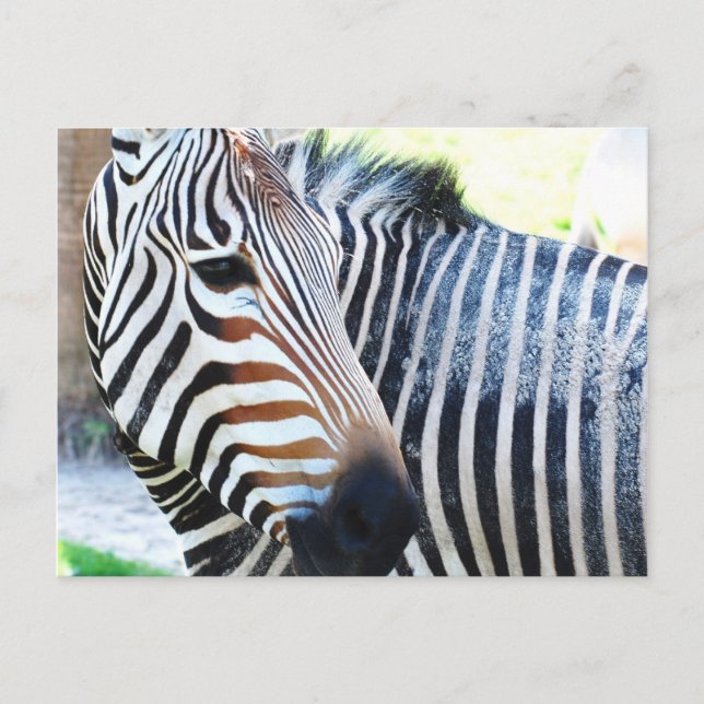 Postal Postcarta de cebra negrita (Anverso)