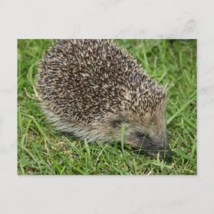 Postal Postcarta de cierre de Hedgehog