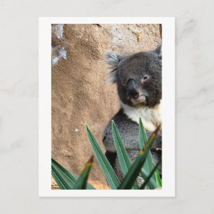 Postal Postcarta de cierre de Koala