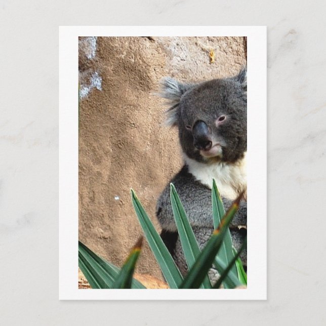 Postal Postcarta de cierre de Koala (Anverso)