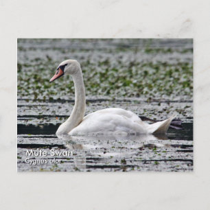 Postal Postcarta de cisne silenciosa