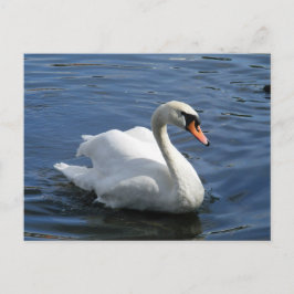 Postal Postcarta de cisne silenciosa