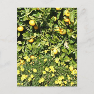 Postal Postcarta de Citrus y Euryops