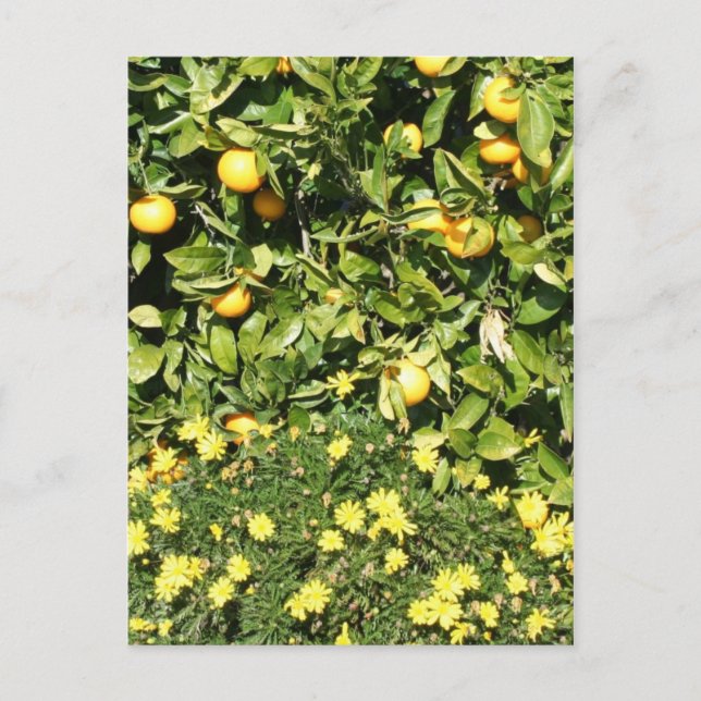 Postal Postcarta de Citrus y Euryops (Anverso)