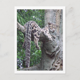 Postal Postcarta de Cloud Leopard