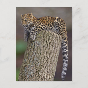 Postal Postcarta de cola de un leopardo