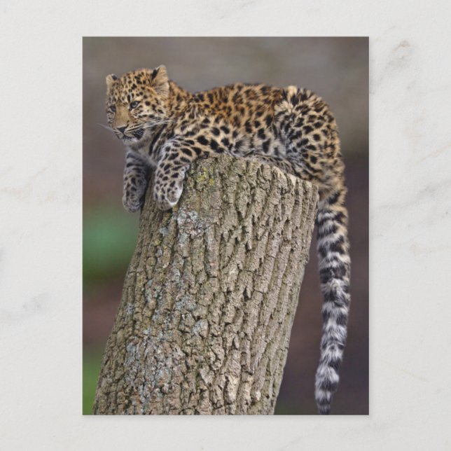 Postal Postcarta de cola de un leopardo (Anverso)