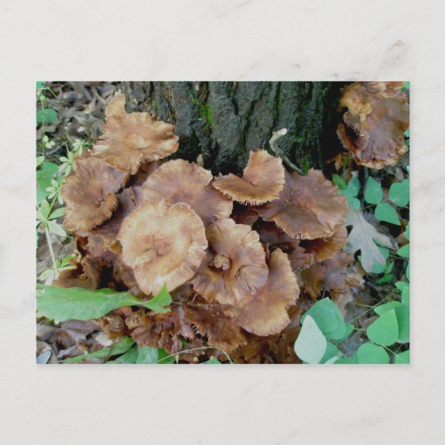 Postal Postcarta de Colonia de champiñones marrones (Anverso)