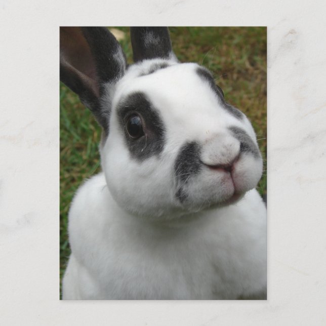 Postal Postcarta de conejo adorable (Anverso)