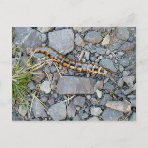 Postal Postcarta de cribador de misterio