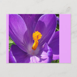 Postal Postcarta de Crocus Close-Up DIY