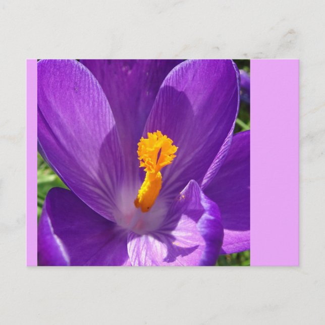 Postal Postcarta de Crocus Close-Up DIY (Anverso)