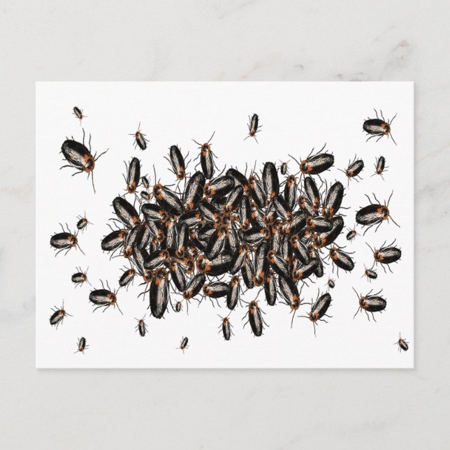 Postal Postcarta de cucarachas de la cabeza de la muerte (Anverso)