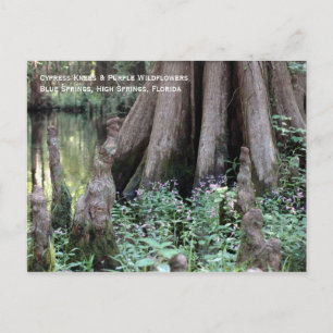 Postal Postcarta de Cypress Knees