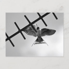 Postal Postcarta de deglución y giro