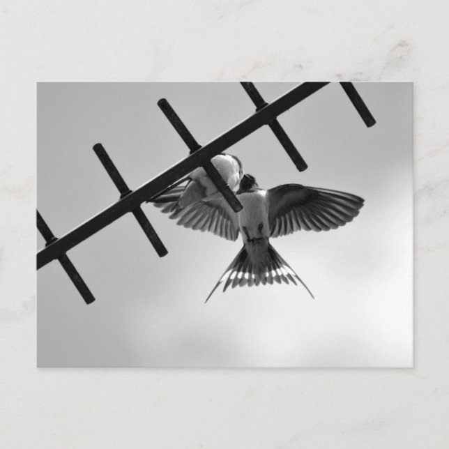 Postal Postcarta de deglución y giro (Anverso)