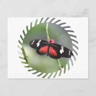 Postal Postcarta de diseño de fotos de mariposa
