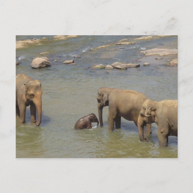 Postal Postcarta de Elephant Herd (Anverso)