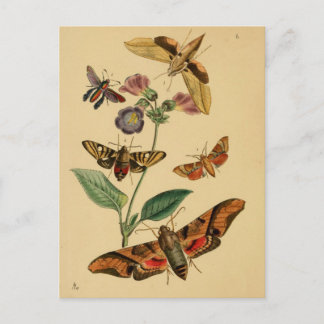 Postal Postcarta de entomología