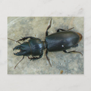 Postal Postcarta de escarabajo terrestre de cabeza grande