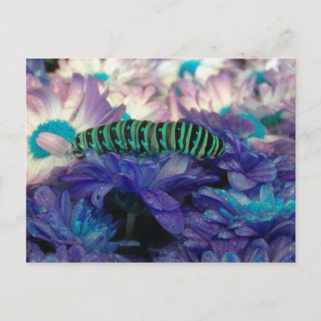 Postal Postcarta de Fantasy Caterpillar (Anverso)