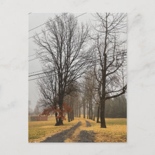 Postal Postcarta de Fila de Árboles de Otoño