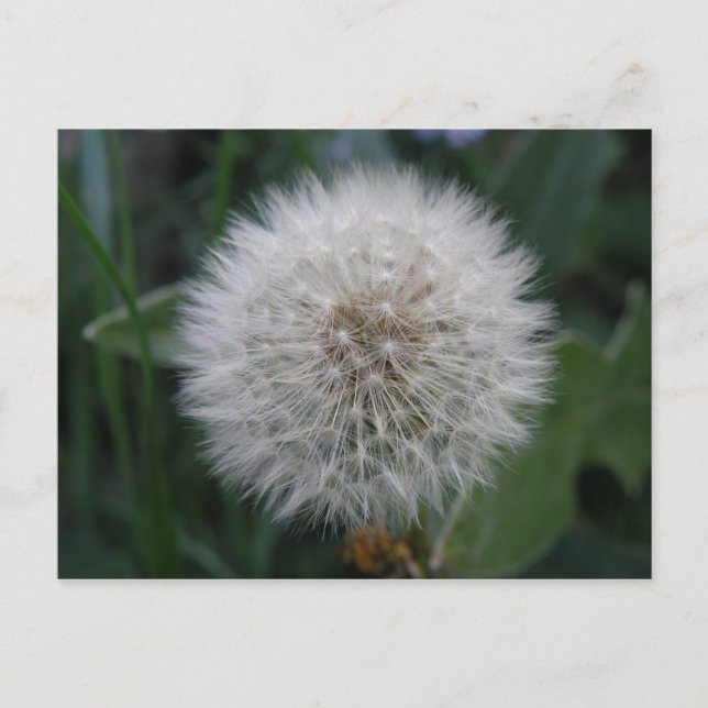 Postal Postcarta de flor de Dandelion con semilla (Anverso)