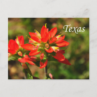 Postal Postcarta de Flor Silvestre del pincel indio de Te