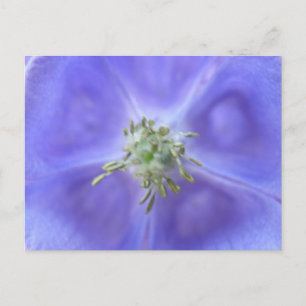 Postal Postcarta de flores Aquilegia