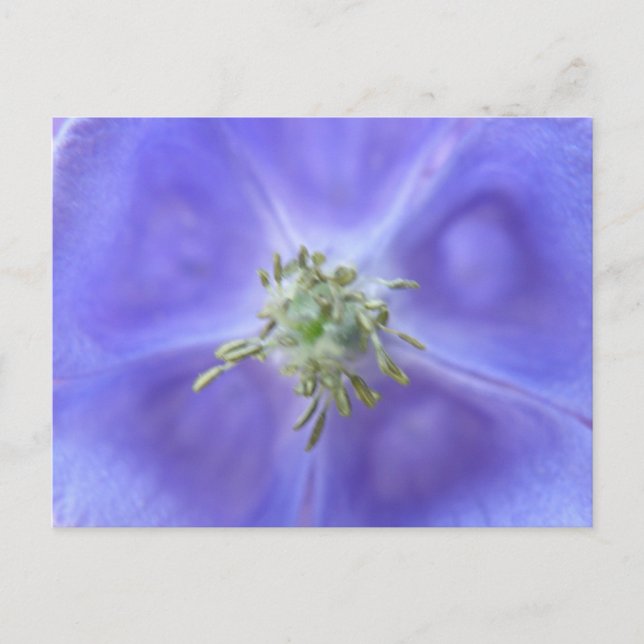 Postal Postcarta de flores Aquilegia (Anverso)