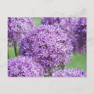 Postal Postcarta de flores de Allium en flor