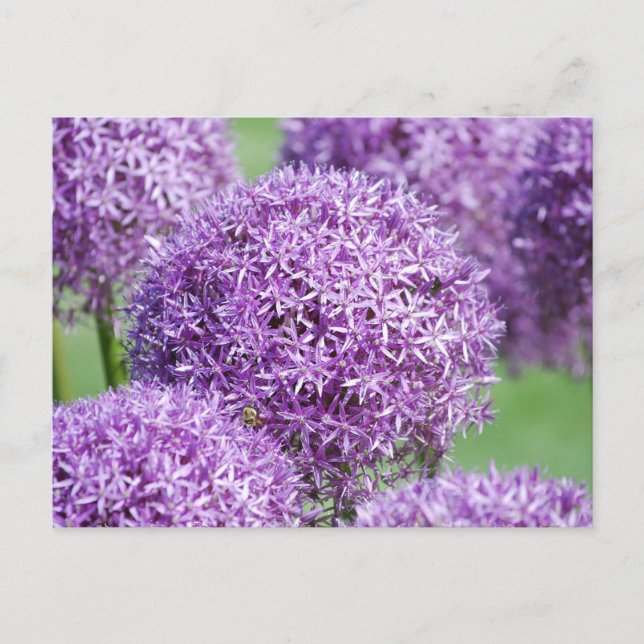 Postal Postcarta de flores de Allium en flor (Anverso)