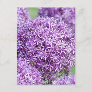 Postal Postcarta de flores de Allium en flor