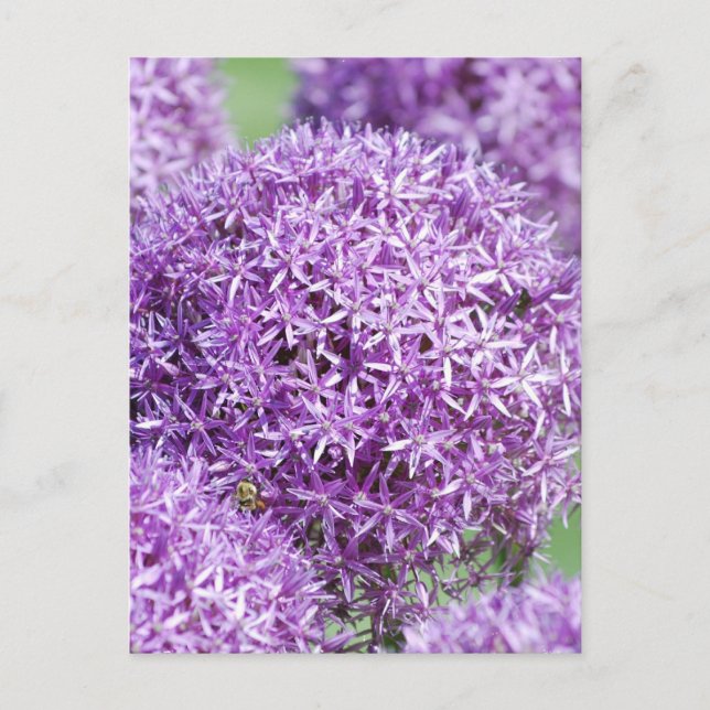 Postal Postcarta de flores de Allium en flor (Anverso)